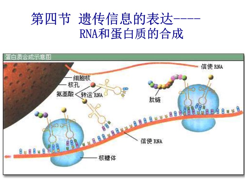 基因工程：打开未来之门的钥匙